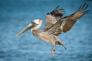 Bruine pelikaan bij Clearwater Beach, Florida