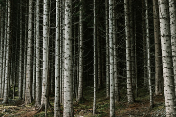 Birch Trees in Norway in Autumn