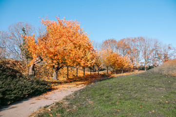 Fototapeta premium Beautiful autumn park alley. with yellow leaves on the trees background