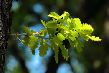 A small branch of oak