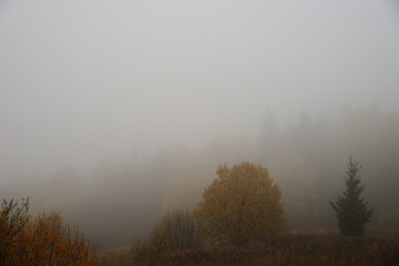 Fototapeta na wymiar Heavy fog on edge of autumnal forest 