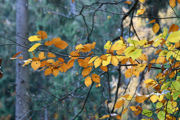 herbstfarben im binger wald