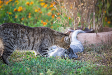 Naklejka na ściany i meble Two cats playing in the garden 