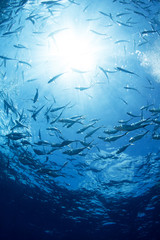 Underwater wild world with school of fish and beautiful sun light.