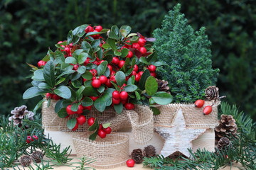 winter decoration in garden with boxberry and spruce trees