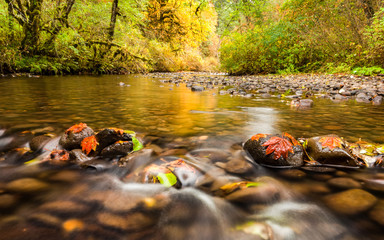 Autumn leaves in South Fork Silver Creek stuck to the rocks and golden color reflecting on the water