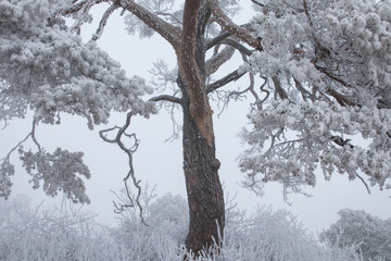 Nadelbaum mit Raureif im Nebel