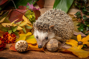 Four-toed Hedgehog (African pygmy hedgehog) - Atelerix albiventris funny autumnal picture © Vera Kuttelvaserova