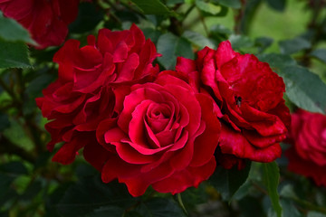 Red roses in a natural environment. Three buds of burgundy flowers grow in the botanical garden in summer. Beautiful representatives of roses