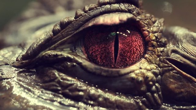 alligator's eye. Close-up of a live alligator's eye. crocodile, caiman. Dinosaur monster