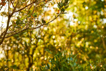 young green leaves
