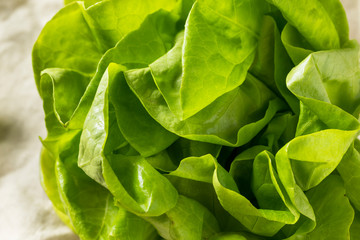 Raw Green Organic Butter Lettuce