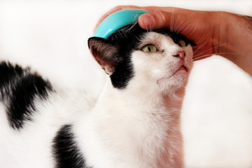 Man is brushing hair and brush cat fur comb of black white cat on table. Cute cat enjoy and happy with her owner. Male hands is petting, brushing, grooming and hygiene with brush removes excess fur.