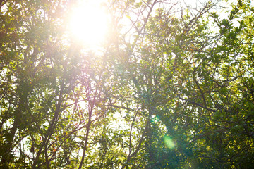 young green leaves