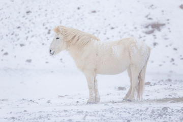Fototapeta premium biały koń islandzki w górach na Islandii.