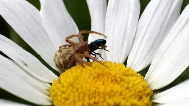 araign&eacute;e