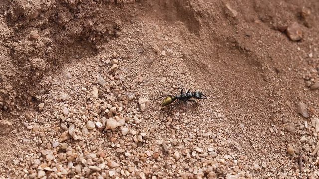 Golden Bull Ant attempting to climb a gravel hill looking for food