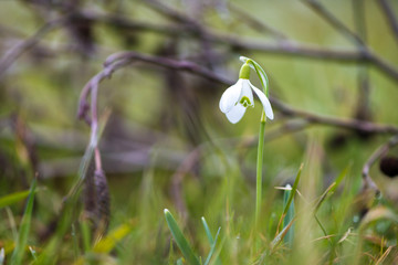 Schneeglöckchen