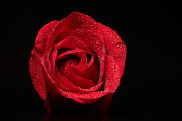 A closeup of a single red rose with water drops on it and copy space