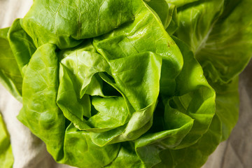 Raw Green Organic Butter Lettuce