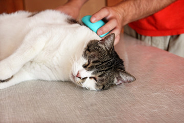 Fototapeta na wymiar Caring for cat fur. Hand combing by comb cat. Man brushing hair and brush fur comb of cat on table. Cat enjoy with her owner. He is petting, brushing, grooming, hygiene with brush removes excess fur.