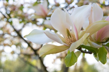 Magnolia