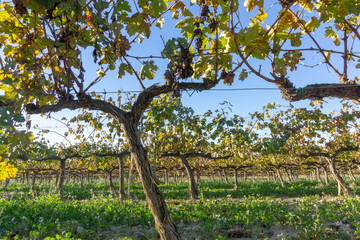Wine grapes in cava district Sant Sadurní d'Anoia outside of Barcelona, Spain during spring.