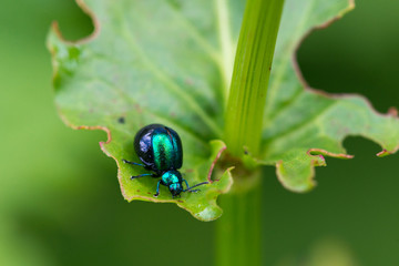 Käfer