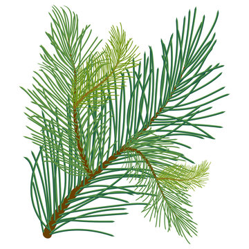Green lush pine branch with long needles of different shades. Vector illustration isolated on white background in EPS 10.