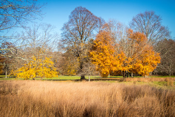 winter is next as the last autumn leaves fall 2