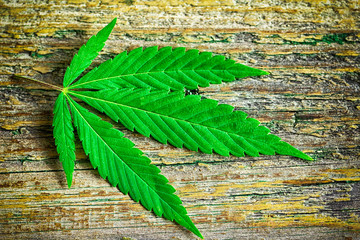 Naklejka premium green hemp leaves on a wooden background closeup