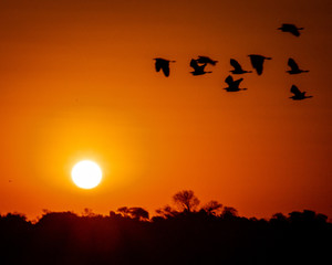 Sunset in Pantanal