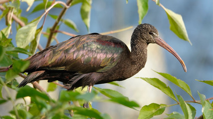 An Hadada ibis at the zoo in Antwerp.