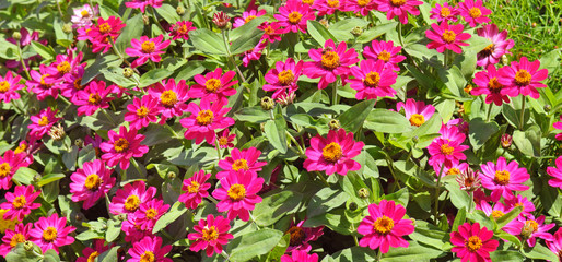 Background of beautiful flowers zinnias.