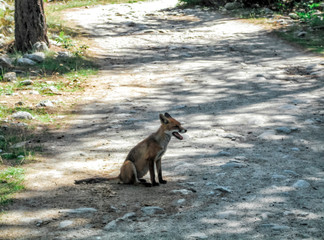 A fox at Grand Paradiso National Park, Aosta Valley Province, Italy, European Alps