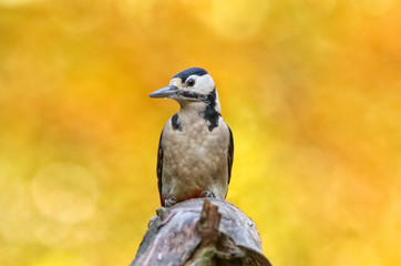 Great Spotted Woodpecker in autumn background
