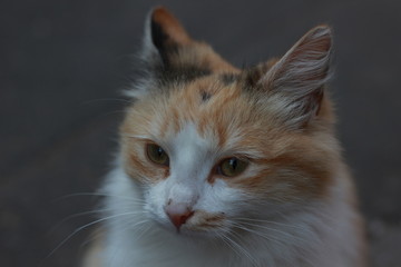 cat