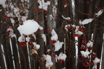 red berry under the snow