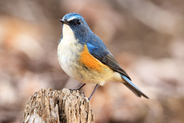 野鳥 ルリビタキ オス