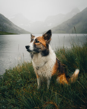 Icelandic sheepdog sitting by lake in mountains