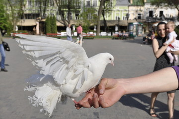 Couple of white dove