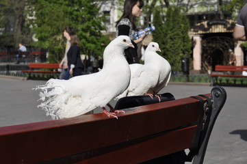 Couple of white dove