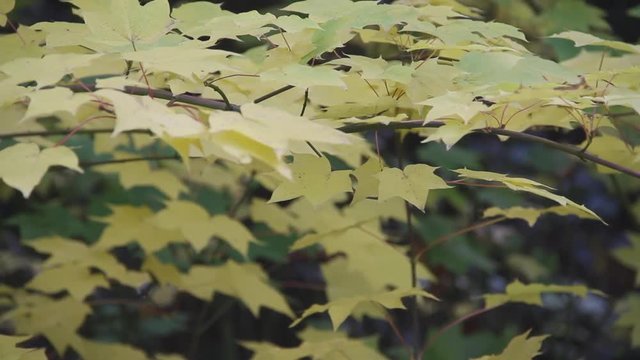 autumn colours and yellow leaves and trees