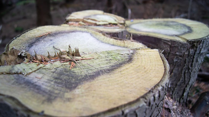 Tree trunk 
