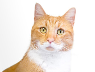 A domestic shorthair cat with orange tabby and white markings