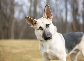 A purebred German Shepherd dog listening with a head tilt