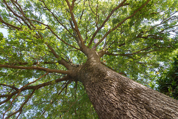 Blick in die gr&uuml;ne Baumkrone einer Eiche
