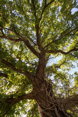 Blick in die grüne Baumkrone einer Eiche