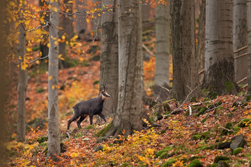 chamois, rupicapra rupicapra, Czech republic
