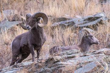 Colorado Rocky Mountain Bighorn Sheep